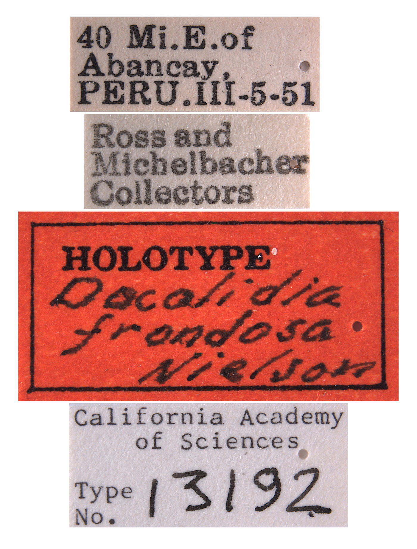 Docalidia frondosa image