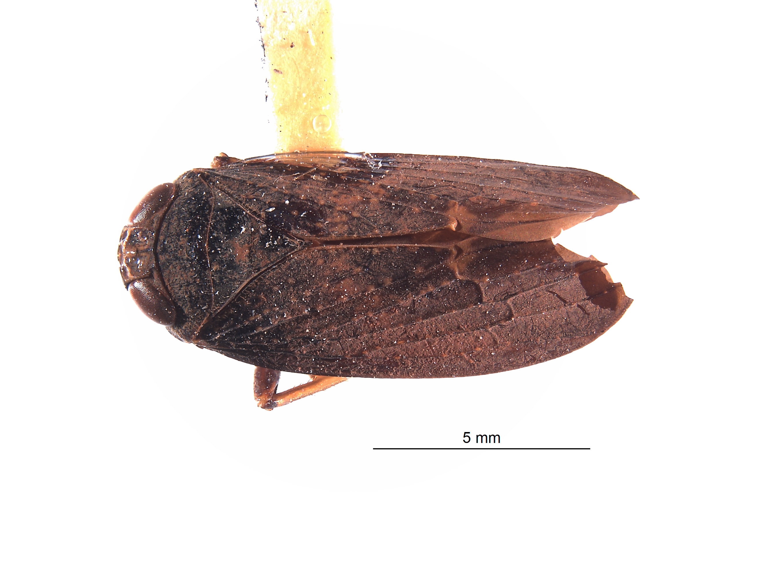 Docalidia iacula image