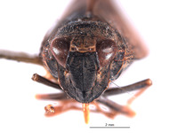 Docalidia iacula image