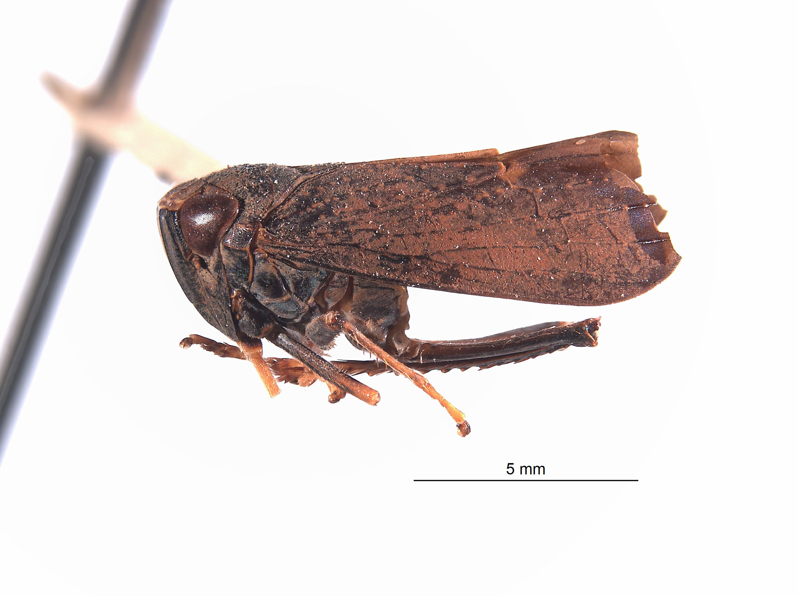 Docalidia iacula image