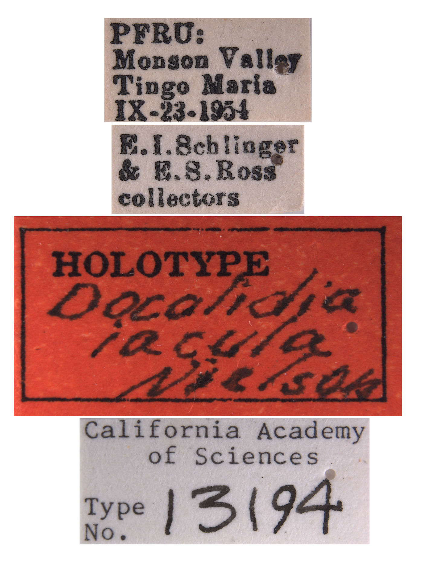 Docalidia iacula image