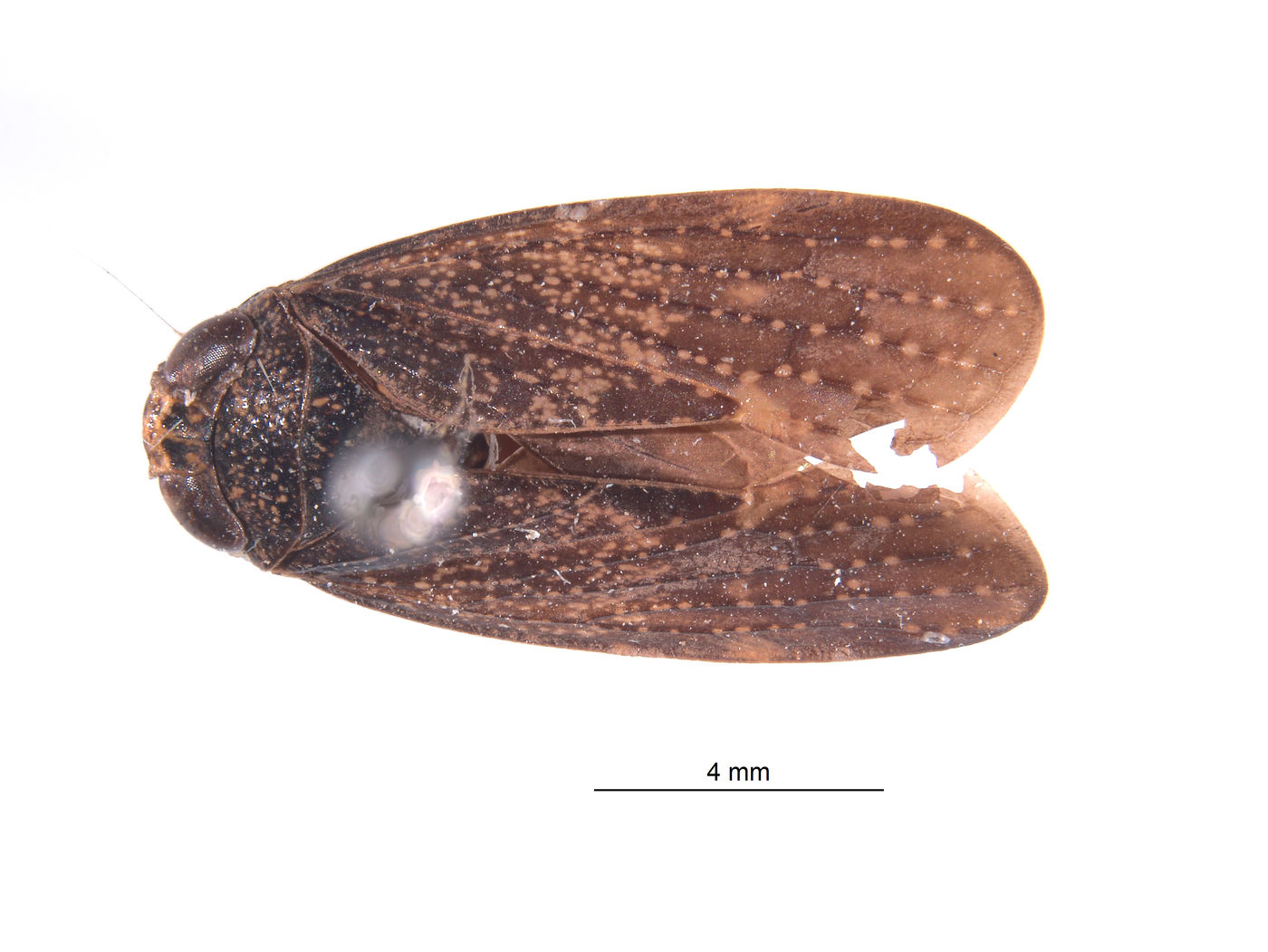 Docalidia krameri image