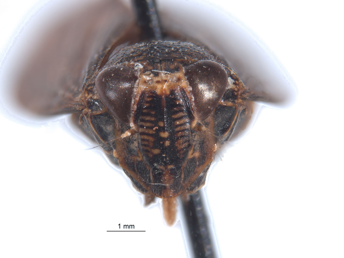 Docalidia krameri image