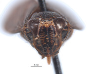 Docalidia krameri image