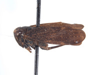 Docalidia krameri image