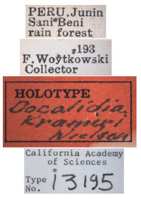 Docalidia krameri image