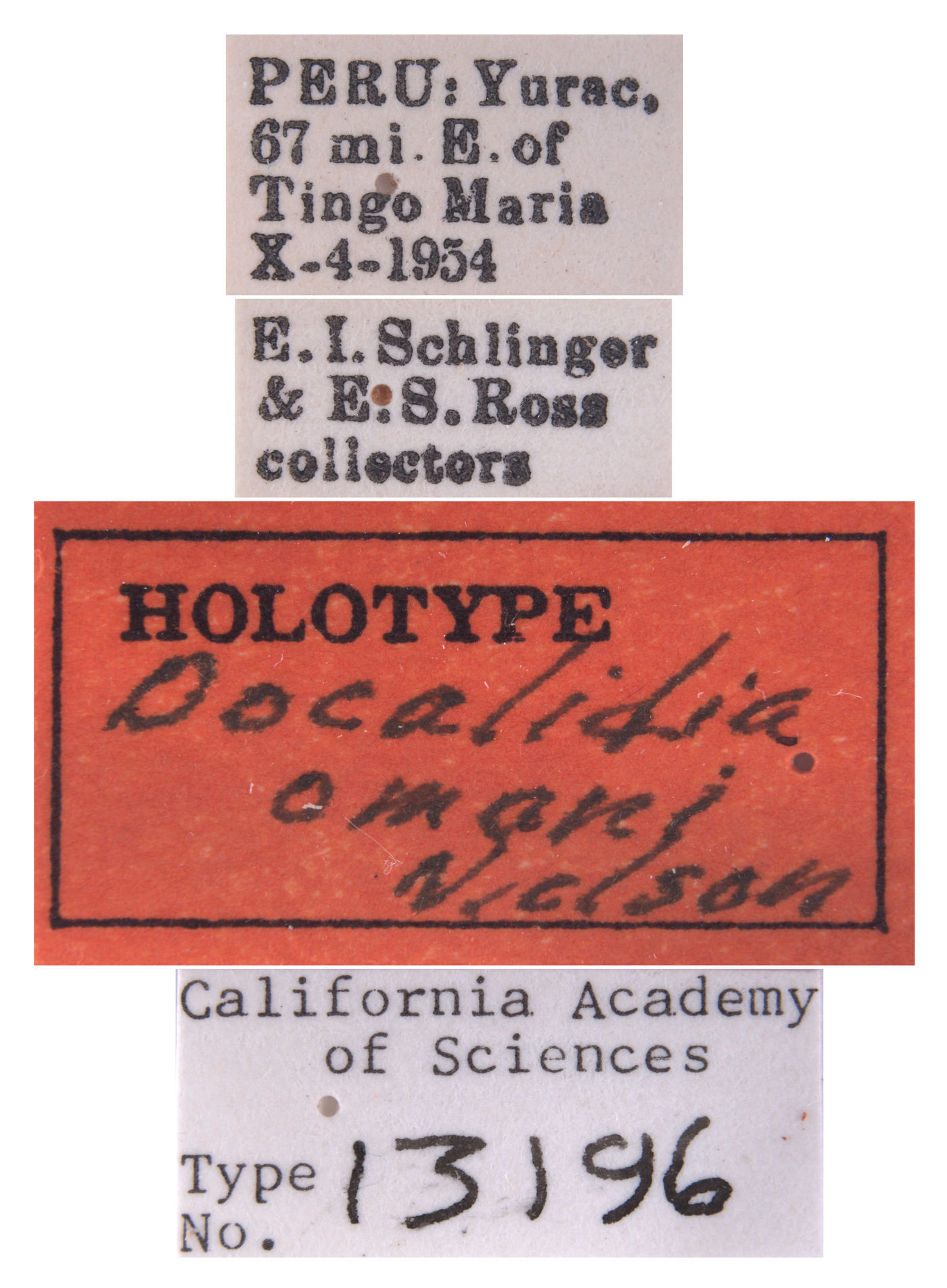 Docalidia omani image