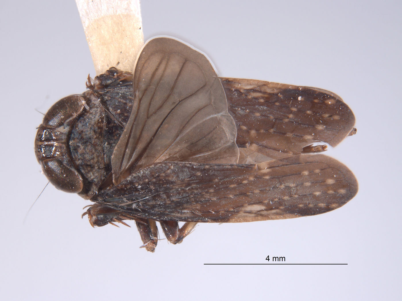 Docalidia spangleri image