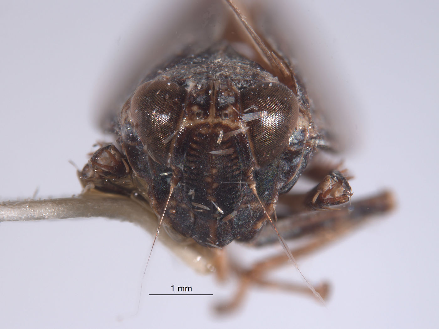 Docalidia spangleri image