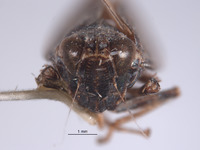 Docalidia spangleri image