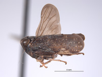 Docalidia spangleri image