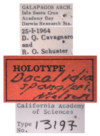 Docalidia spangleri image