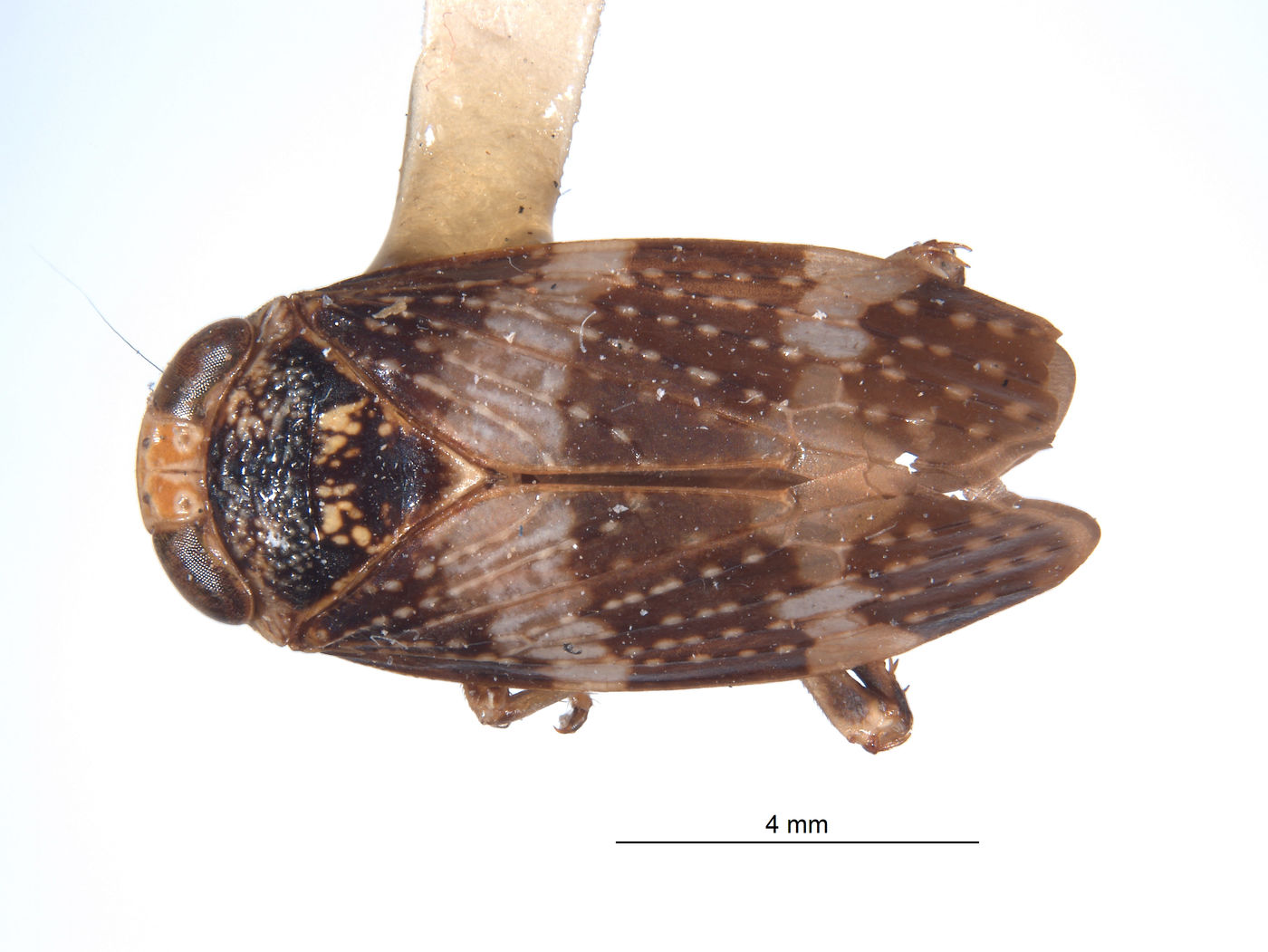 Docalidia spatulata image