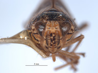 Docalidia spatulata image