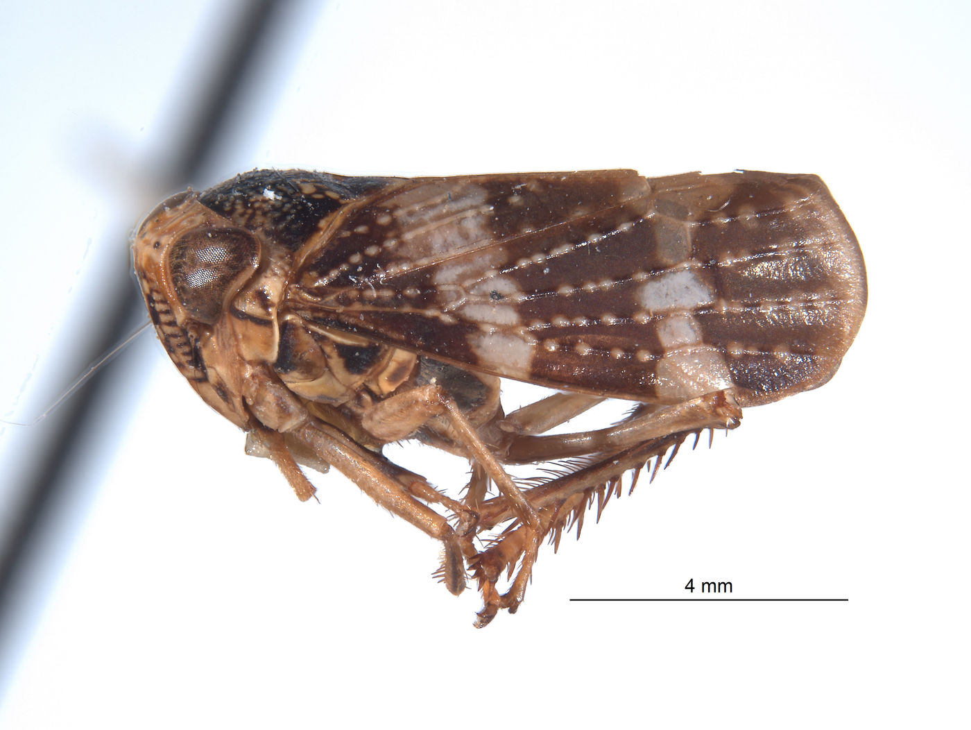 Docalidia spatulata image