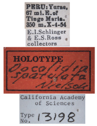 Docalidia spatulata image