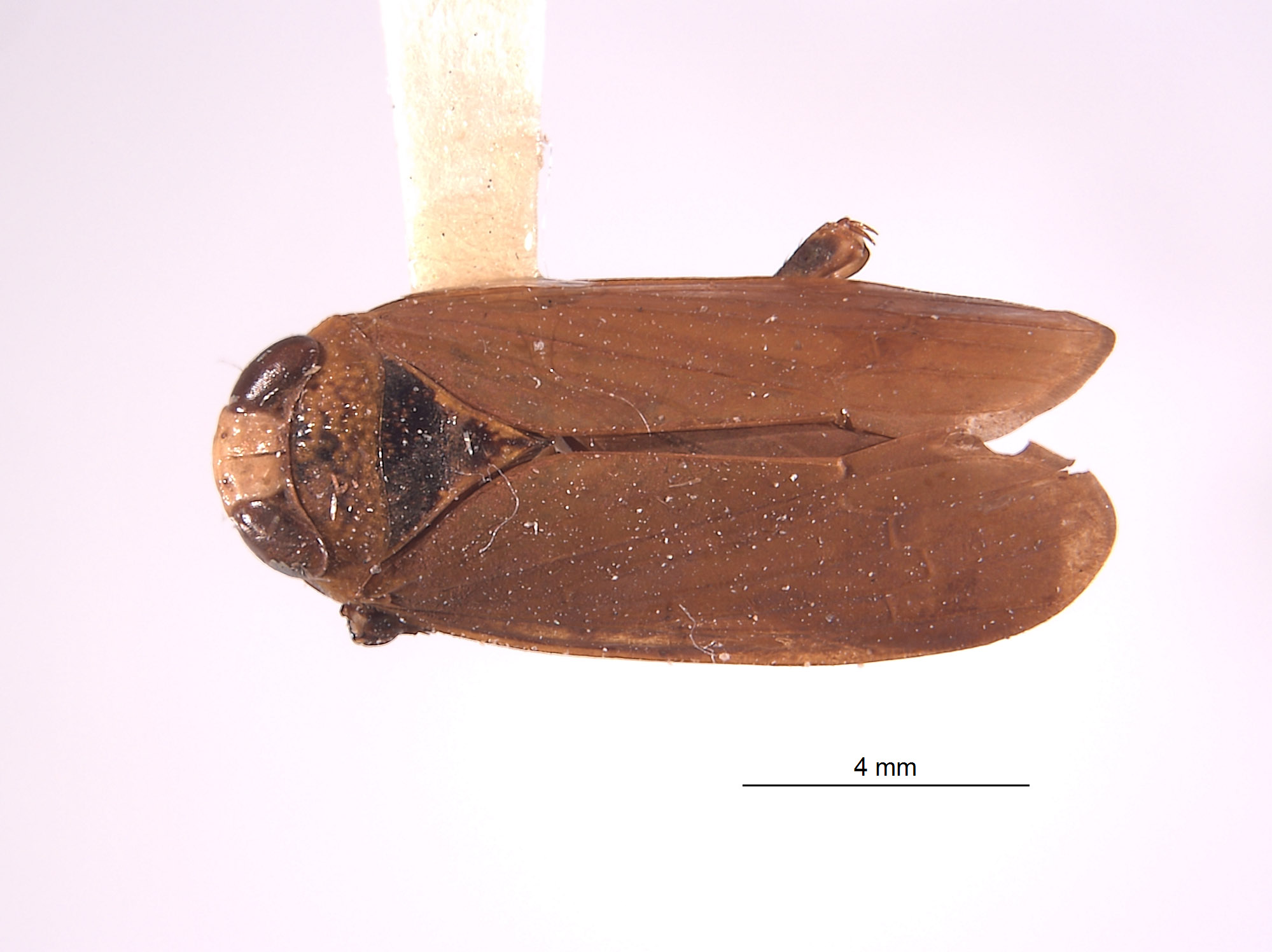 Docalidia spendlovei image