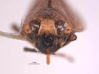 Docalidia spendlovei image