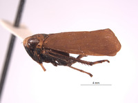 Docalidia spendlovei image