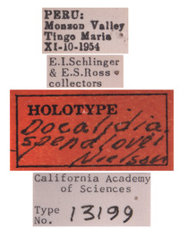 Docalidia spendlovei image