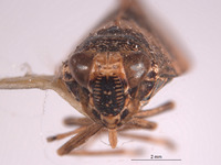 Docalidia thatcheri image
