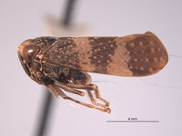 Docalidia thatcheri image