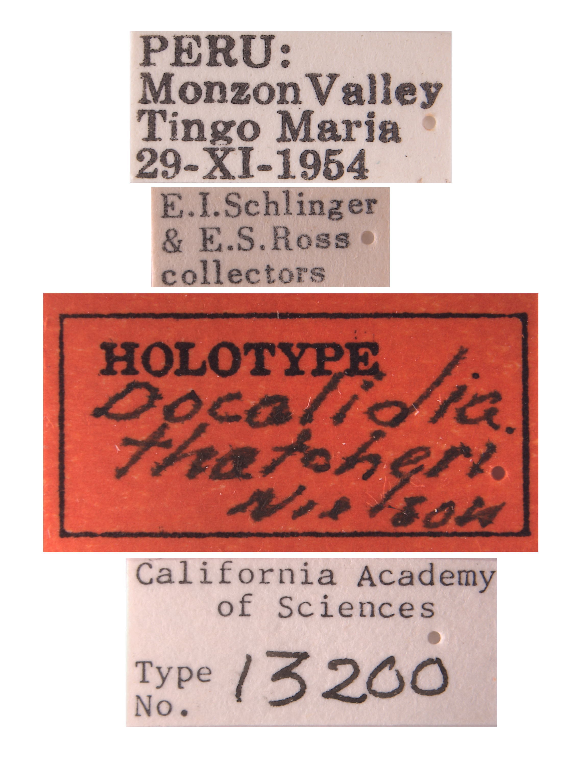 Docalidia thatcheri image