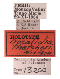 Docalidia thatcheri image