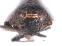 Docalidia tincta image