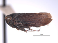 Docalidia tincta image