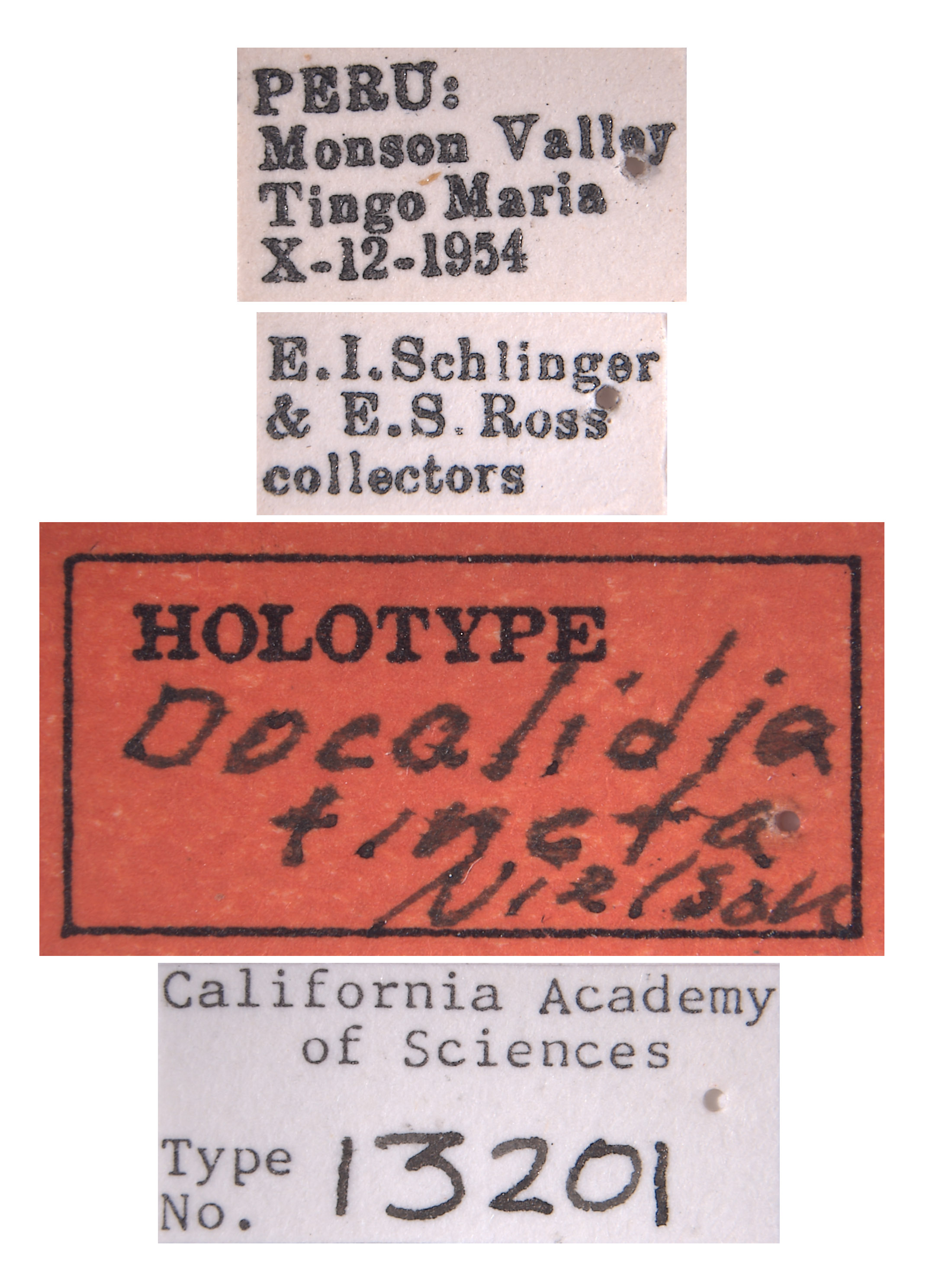 Docalidia tincta image