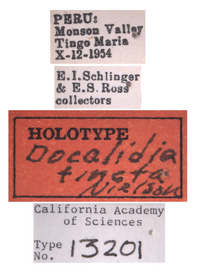 Docalidia tincta image