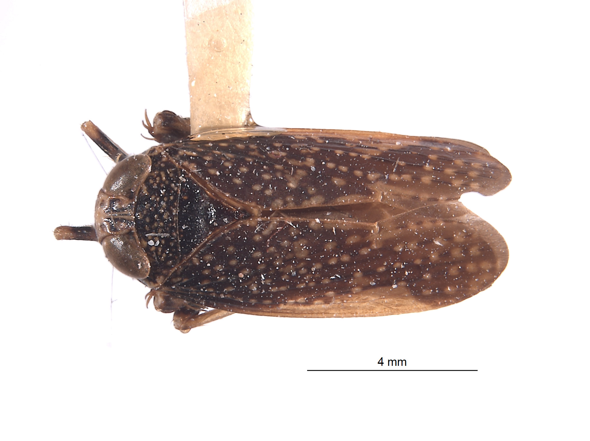 Docalidia venusta image