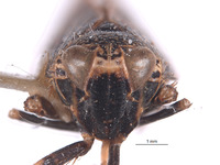 Docalidia venusta image