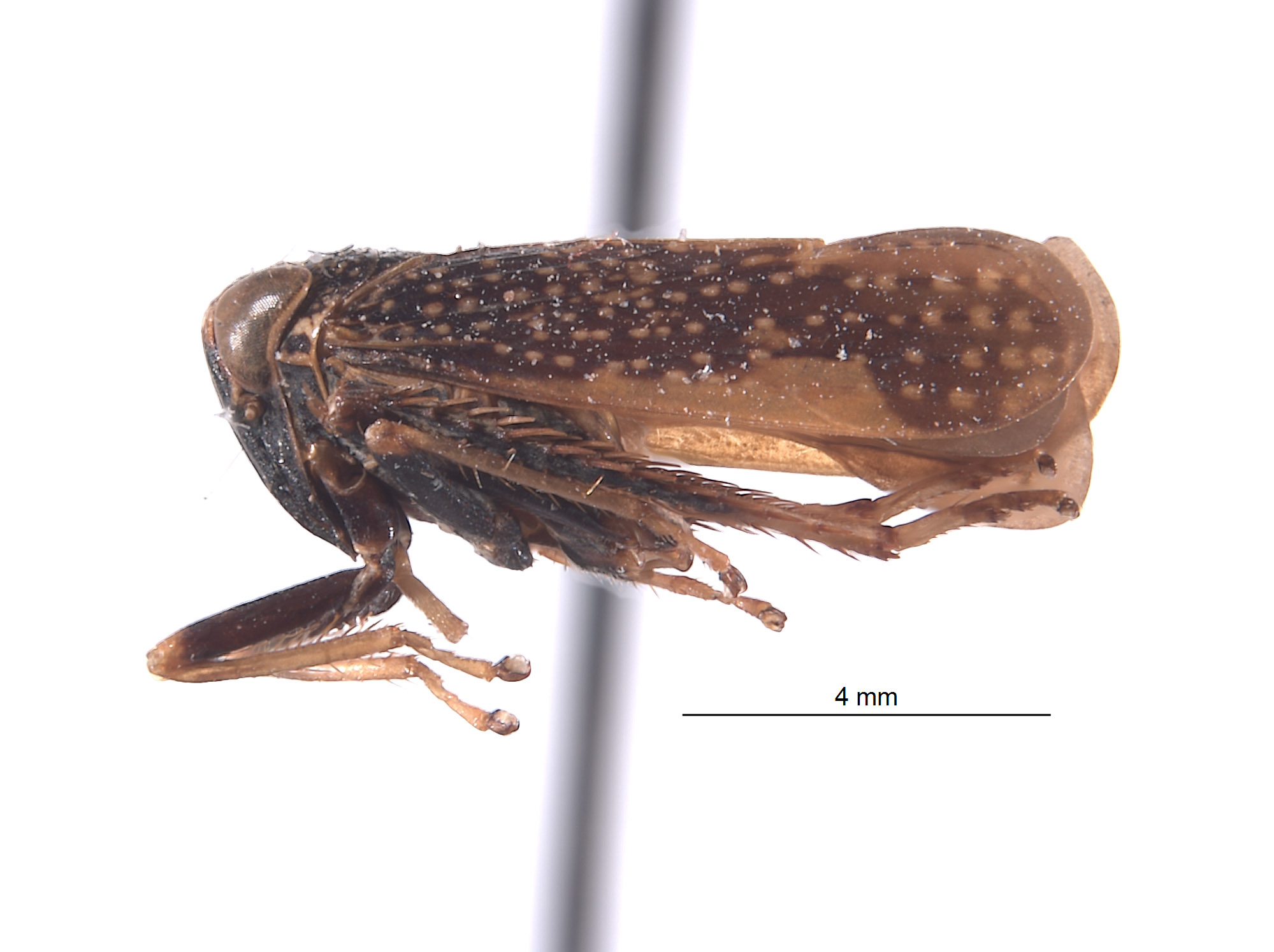 Docalidia venusta image