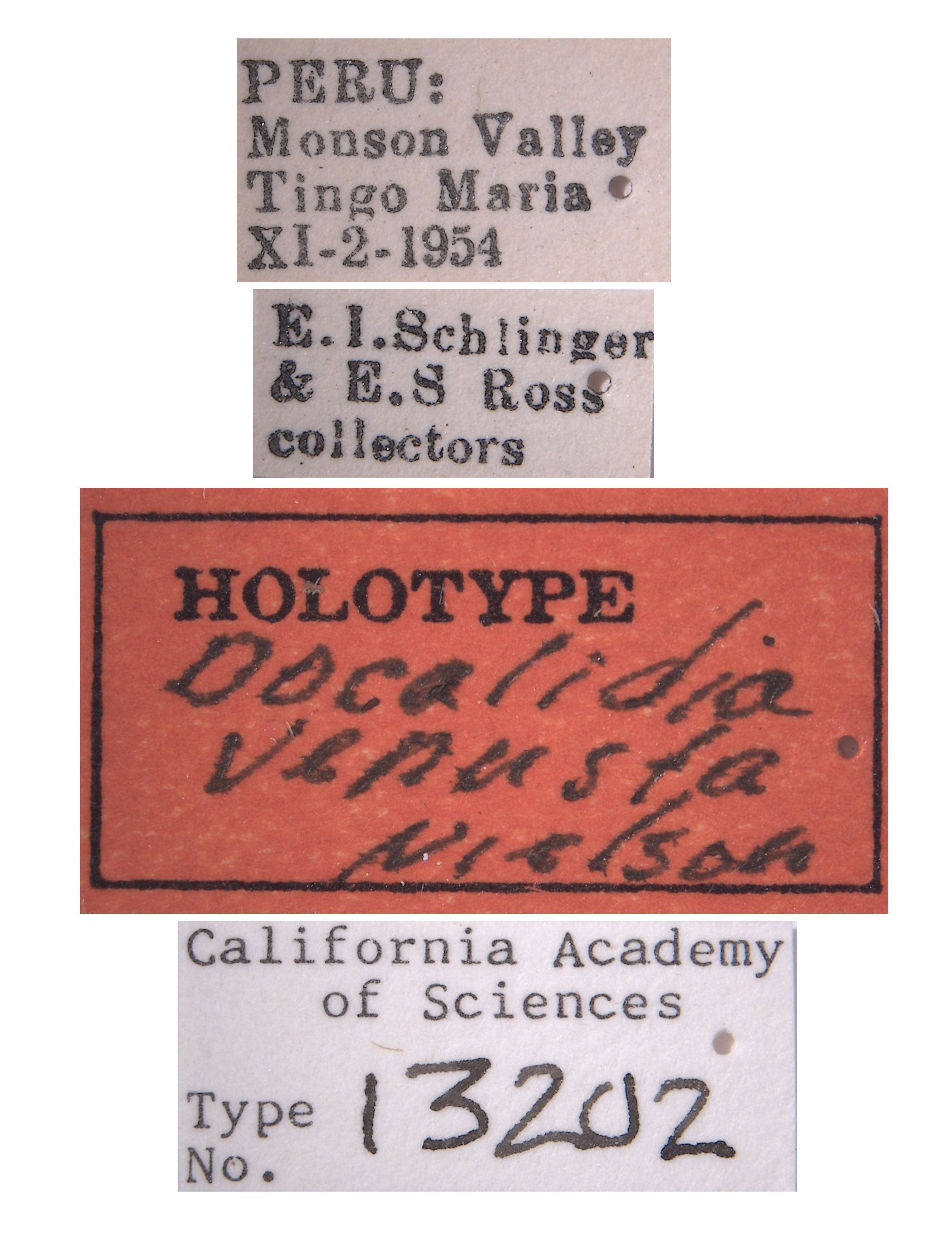 Docalidia venusta image