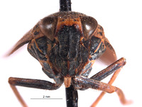 Docalidia wardi image