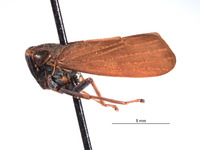 Docalidia wardi image