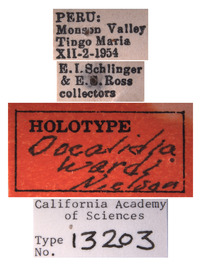 Docalidia wardi image