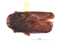 Image of Inoclapis peruviensis