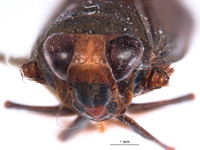 Inoclapis peruviensis image
