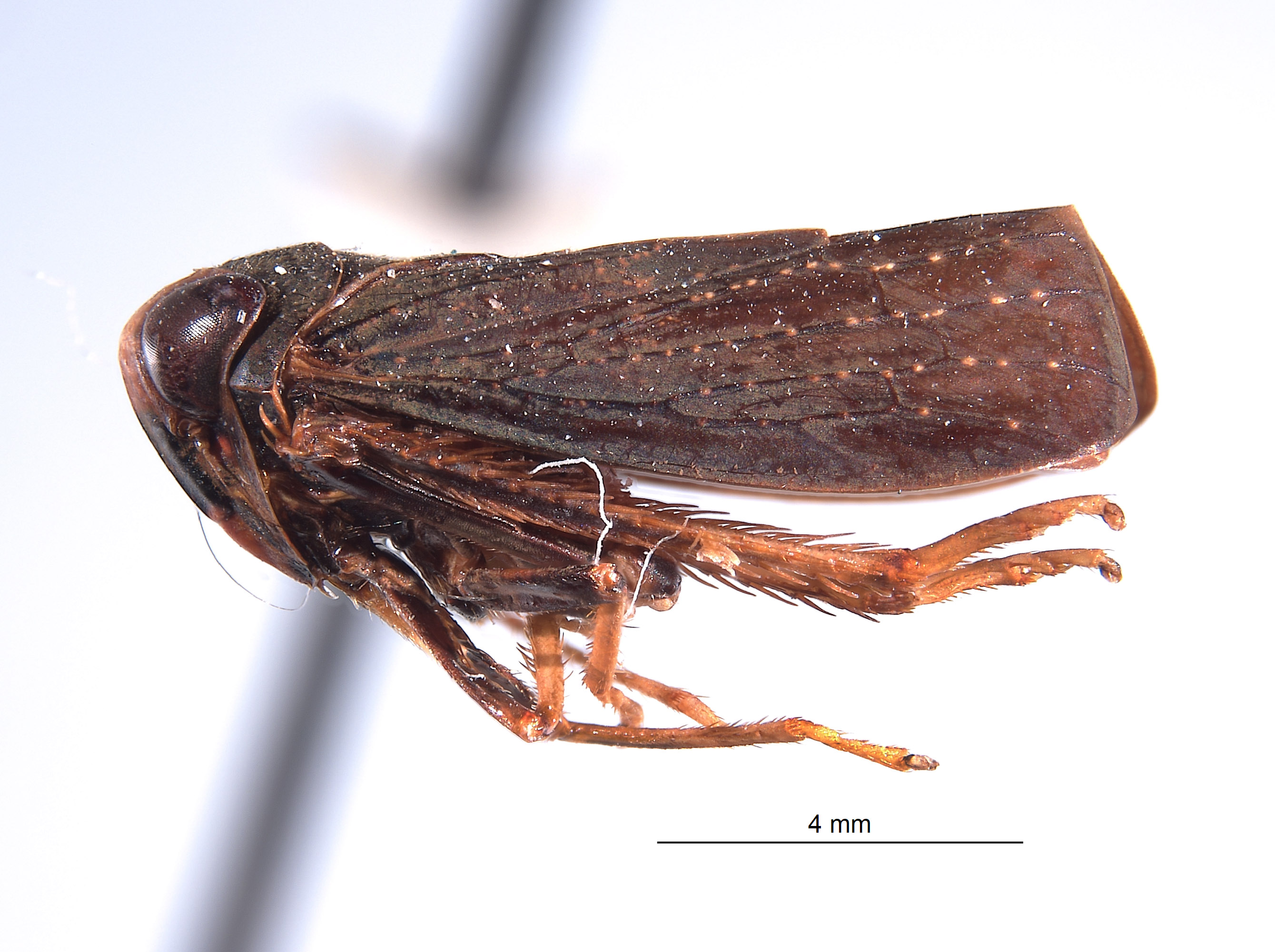 Inoclapis peruviensis image