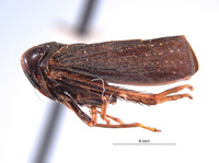 Inoclapis peruviensis image