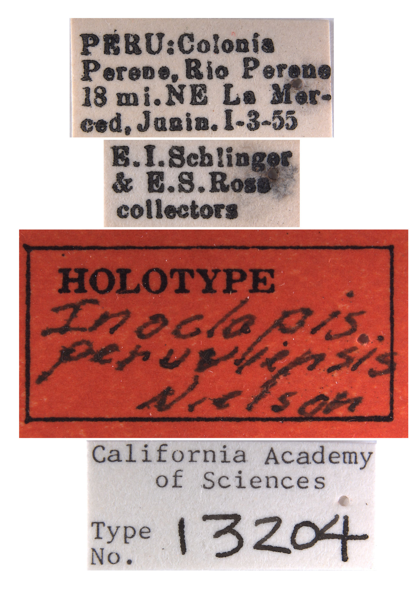 Inoclapis peruviensis image