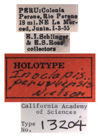 Inoclapis peruviensis image