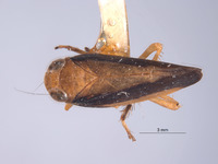 Kalimorpha sola image