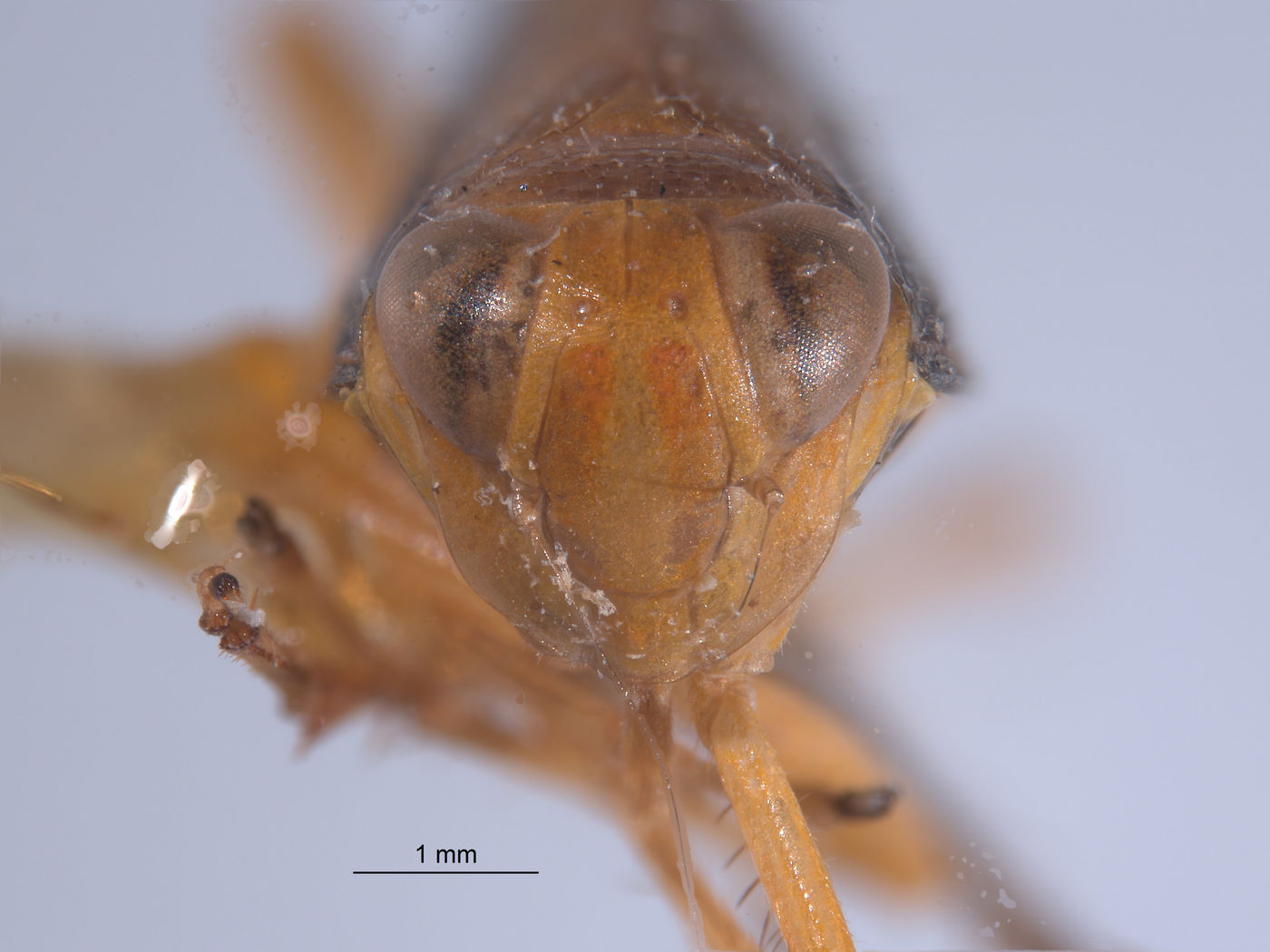 Kalimorpha sola image