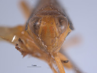 Kalimorpha sola image