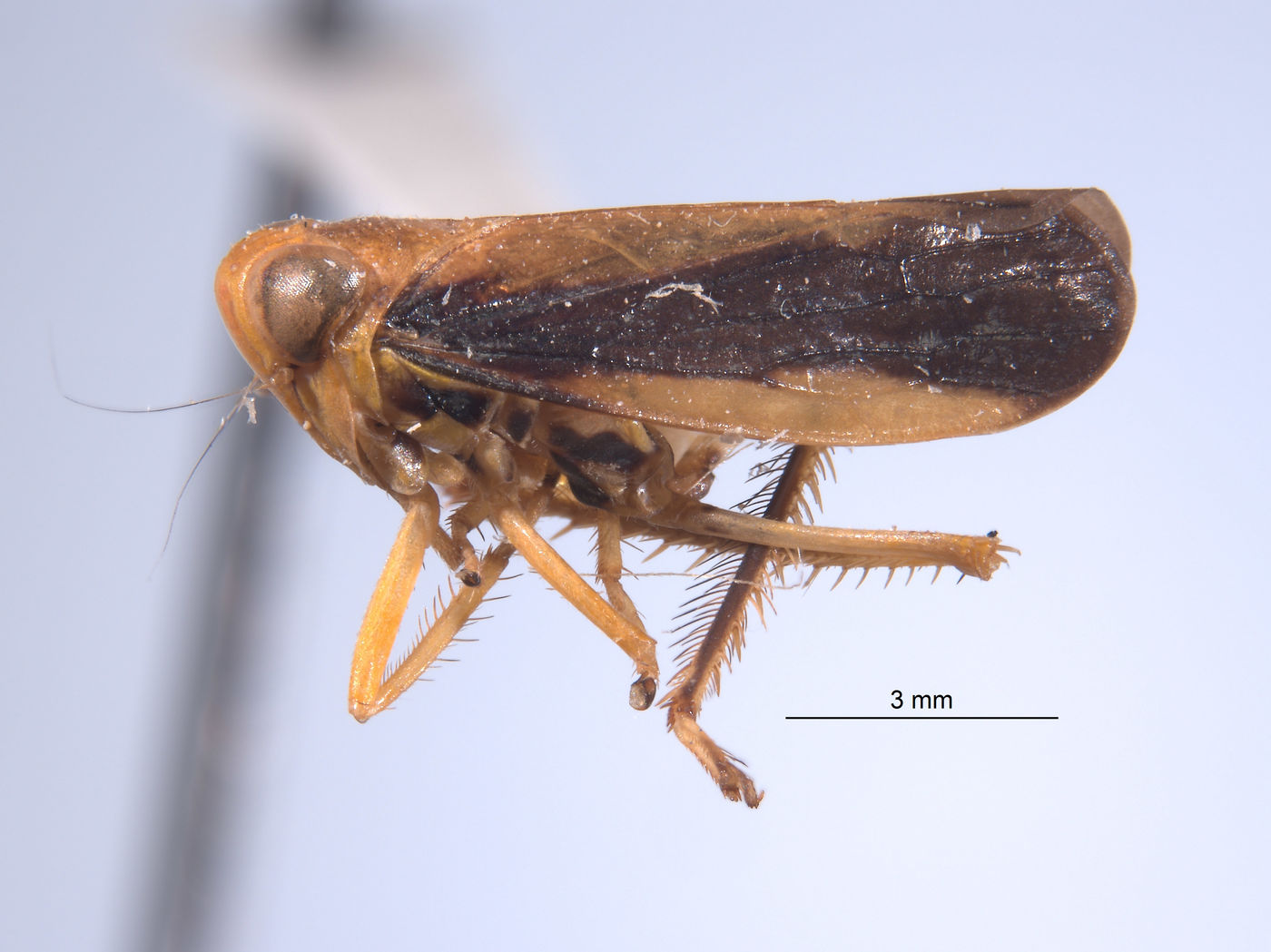Kalimorpha image