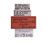 Kalimorpha sola image